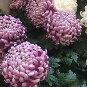 Meet your Posher, Weston